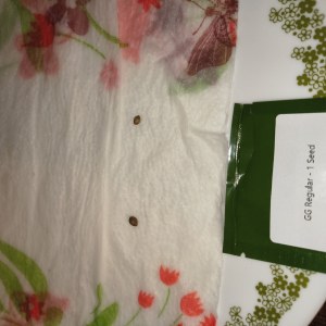 bbs-grow-diaries/blimburnseeds-com/user-12591/1846c4941b76d379