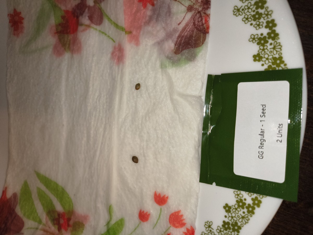 bbs-grow-diaries/blimburnseeds-com/user-12591/874166c3c7ef6ac9