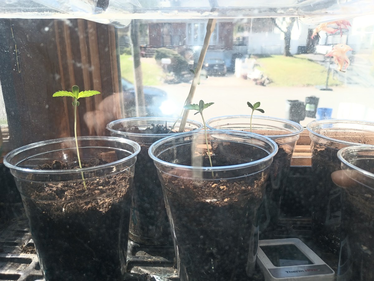 bbs-grow-diaries/blimburnseeds-com/user-22876/26a8d689914c930d