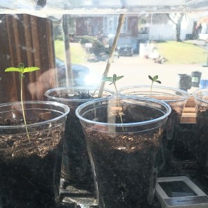 bbs-grow-diaries/blimburnseeds-com/user-22876/26a8d689914c930d