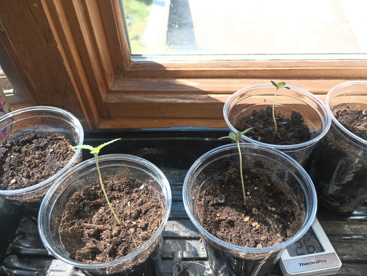 bbs-grow-diaries/blimburnseeds-com/user-22876/3978be99ea59f3f0