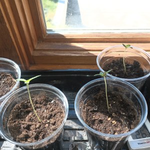 bbs-grow-diaries/blimburnseeds-com/user-22876/3978be99ea59f3f0