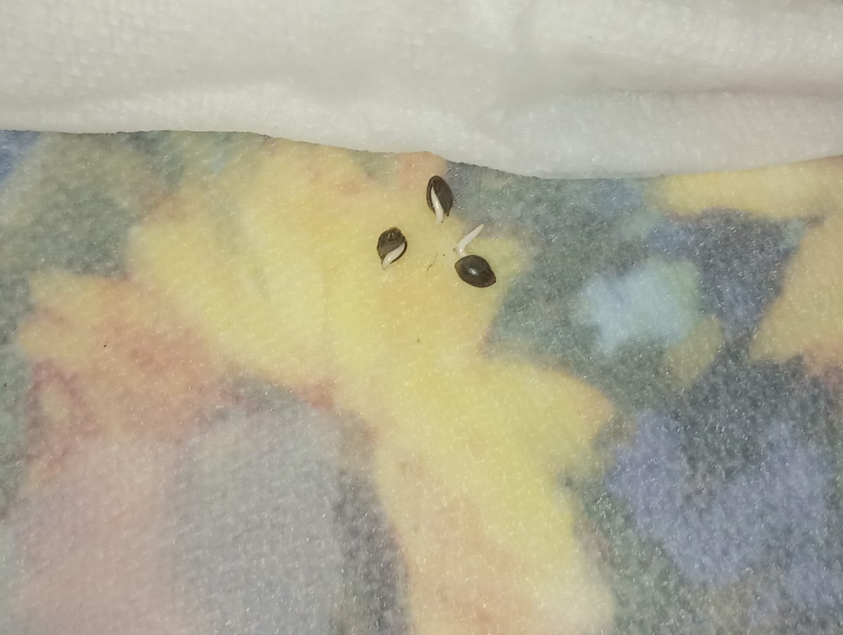 bbs-grow-diaries/blimburnseeds-com/user-22876/ad8b9582aebacab6