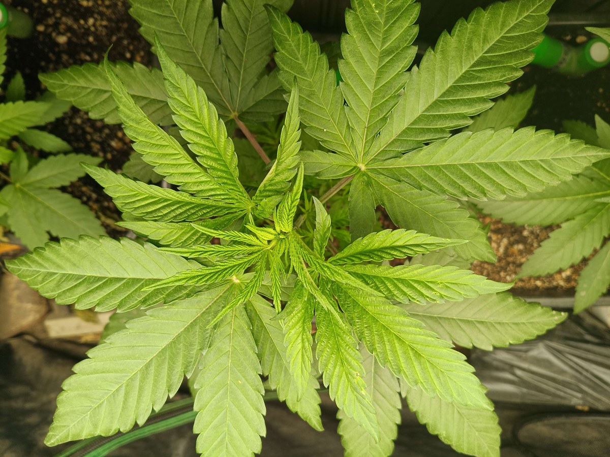 bbs-grow-diaries/blimburnseeds-com/user-25026/2740fd8e6066a436