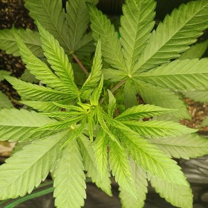 bbs-grow-diaries/blimburnseeds-com/user-25026/2740fd8e6066a436