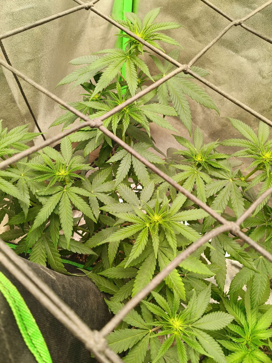 bbs-grow-diaries/blimburnseeds-com/user-25026/2e41a94100f7d2e1