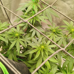 bbs-grow-diaries/blimburnseeds-com/user-25026/2e41a94100f7d2e1