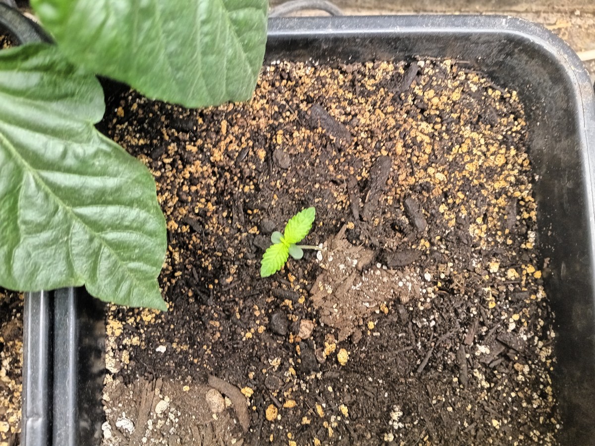 bbs-grow-diaries/blimburnseeds-com/user-25026/327642042e675ed4