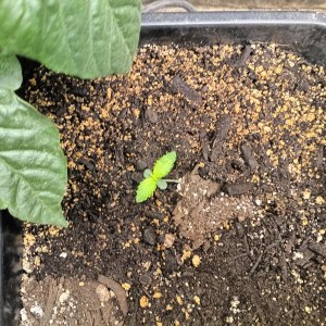 bbs-grow-diaries/blimburnseeds-com/user-25026/327642042e675ed4