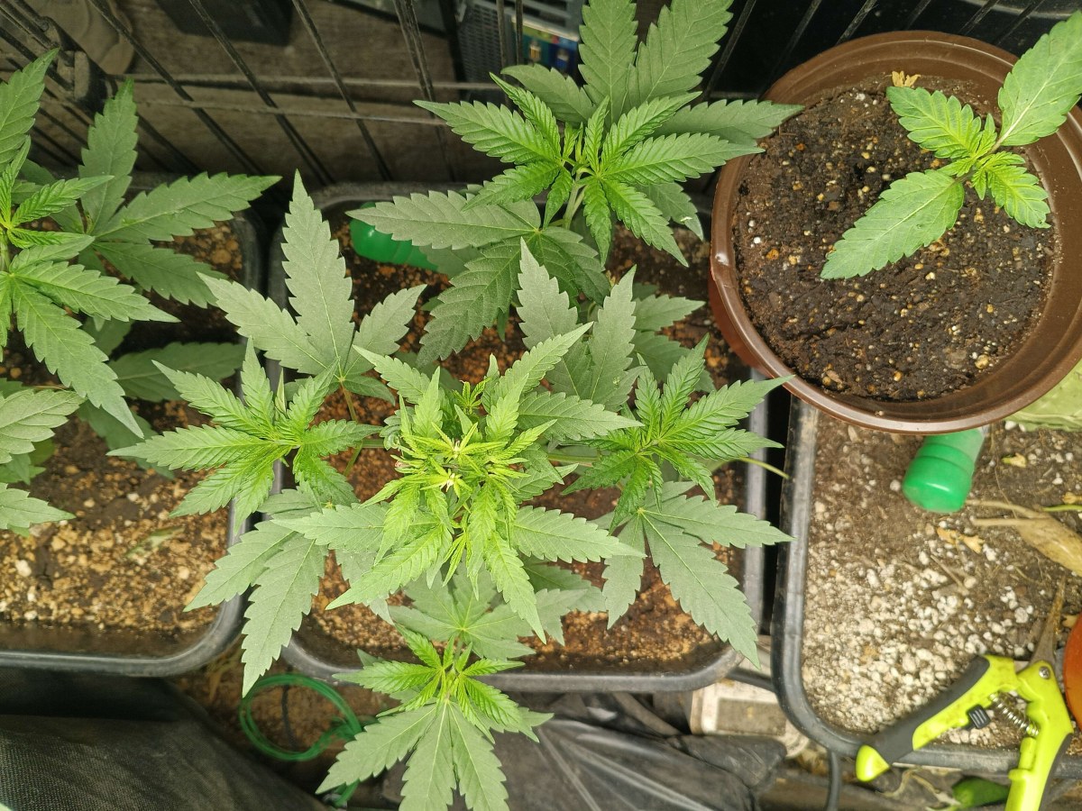 bbs-grow-diaries/blimburnseeds-com/user-25026/337f9e94523c4942