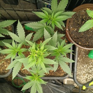 bbs-grow-diaries/blimburnseeds-com/user-25026/337f9e94523c4942