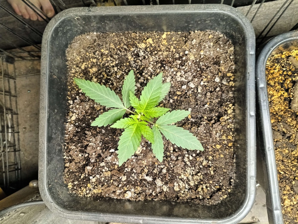 bbs-grow-diaries/blimburnseeds-com/user-25026/354c72d2687c2bb7