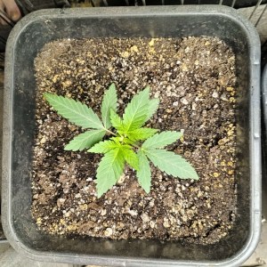 bbs-grow-diaries/blimburnseeds-com/user-25026/354c72d2687c2bb7