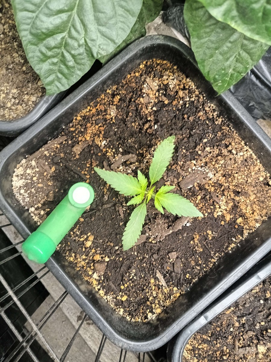 bbs-grow-diaries/blimburnseeds-com/user-25026/4a3513a9f42d4146