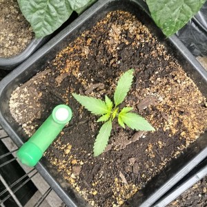 bbs-grow-diaries/blimburnseeds-com/user-25026/4a3513a9f42d4146