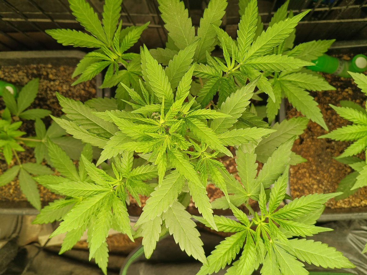 bbs-grow-diaries/blimburnseeds-com/user-25026/4ba44a315338a0c9