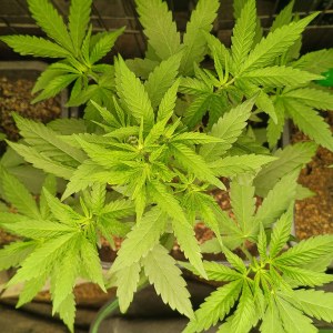 bbs-grow-diaries/blimburnseeds-com/user-25026/4ba44a315338a0c9