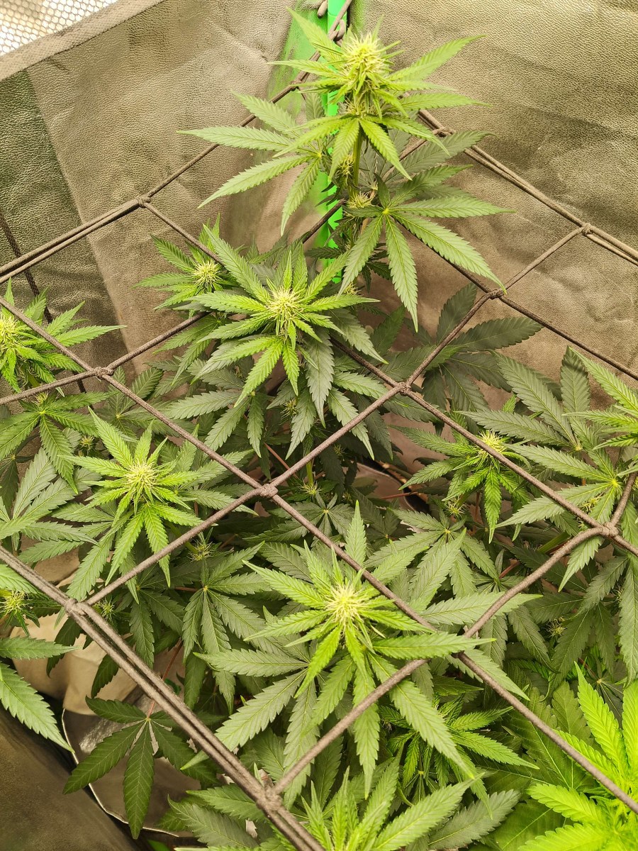 bbs-grow-diaries/blimburnseeds-com/user-25026/4c640412a8086f03