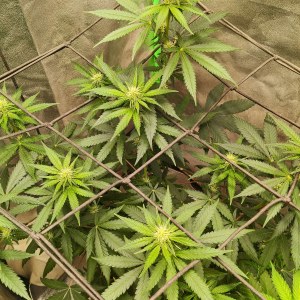 bbs-grow-diaries/blimburnseeds-com/user-25026/4c640412a8086f03