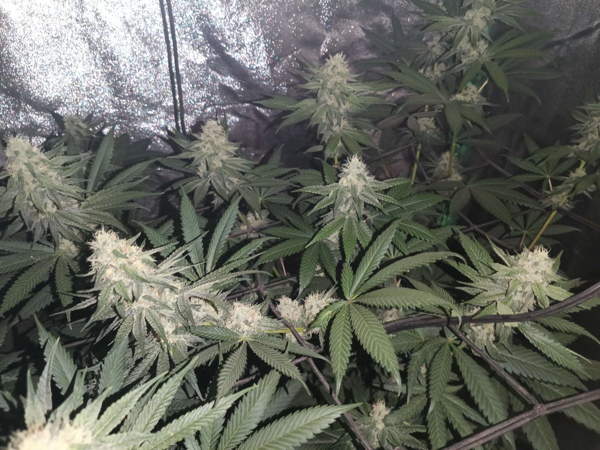 bbs-grow-diaries/blimburnseeds-com/user-25026/53076192a879ab57