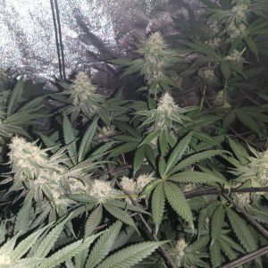 bbs-grow-diaries/blimburnseeds-com/user-25026/53076192a879ab57