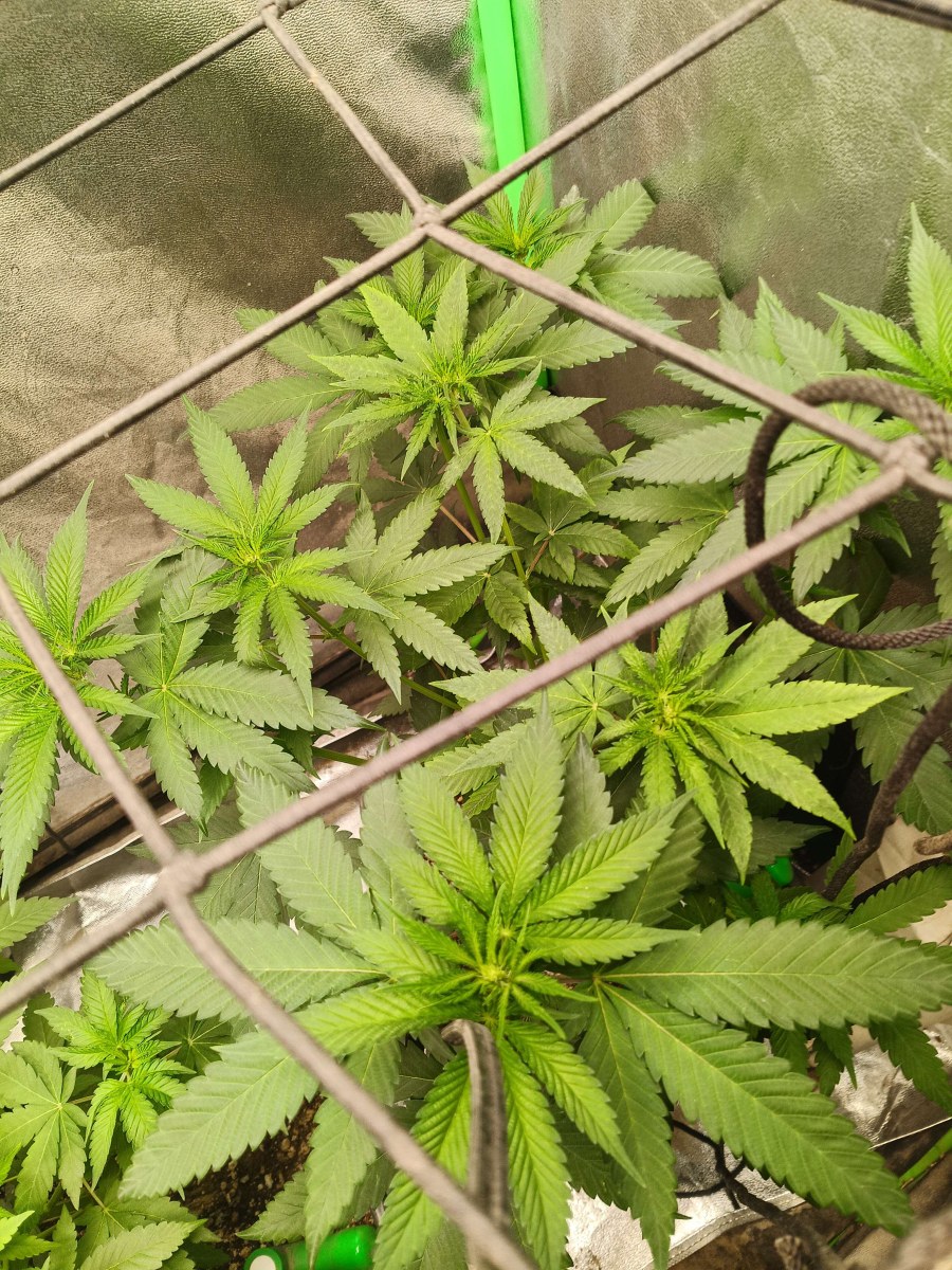 bbs-grow-diaries/blimburnseeds-com/user-25026/5813aff7cad16d5e