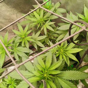 bbs-grow-diaries/blimburnseeds-com/user-25026/5813aff7cad16d5e