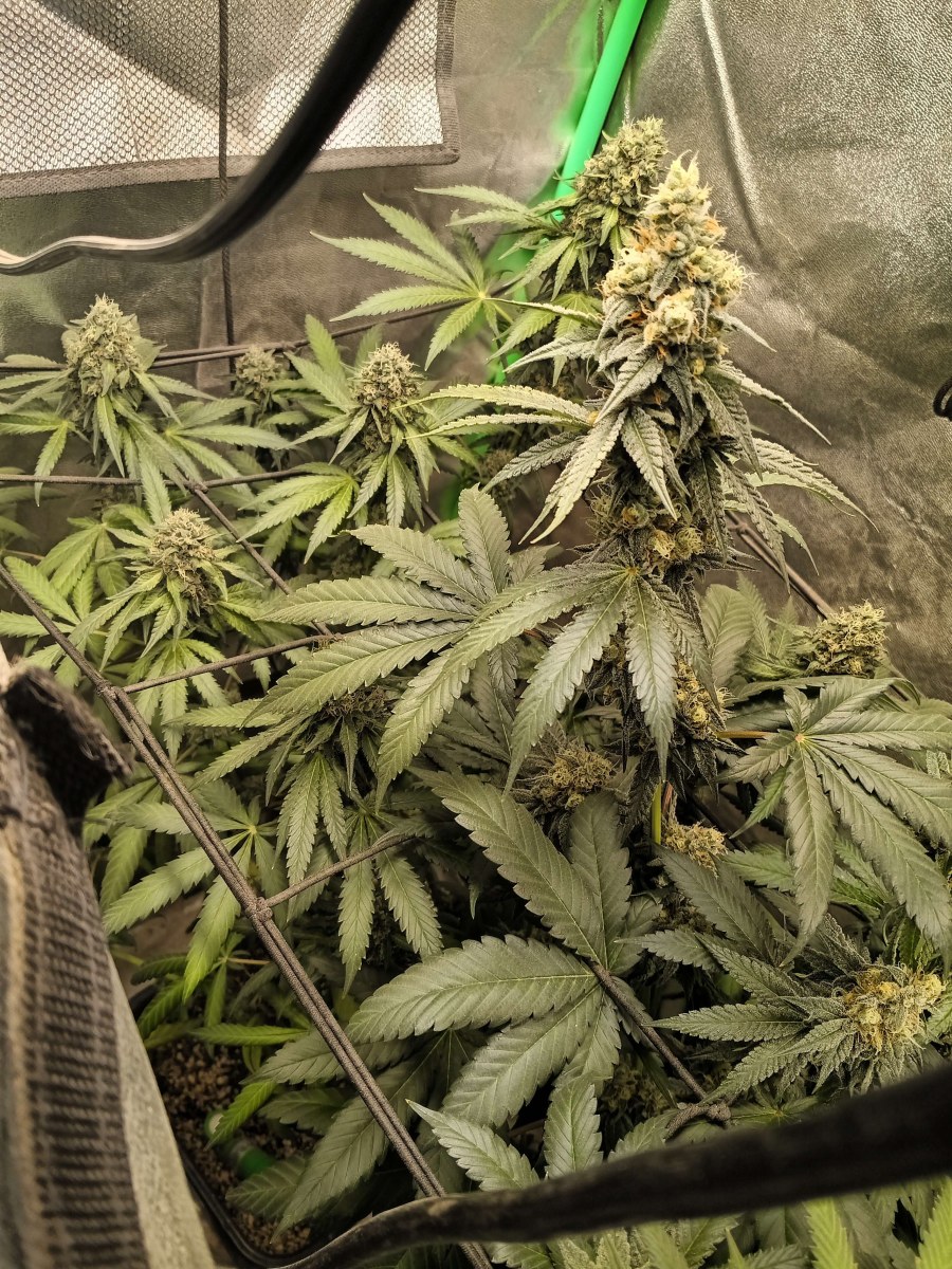bbs-grow-diaries/blimburnseeds-com/user-25026/5a427b135ae38a6a