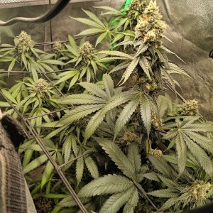 bbs-grow-diaries/blimburnseeds-com/user-25026/5a427b135ae38a6a