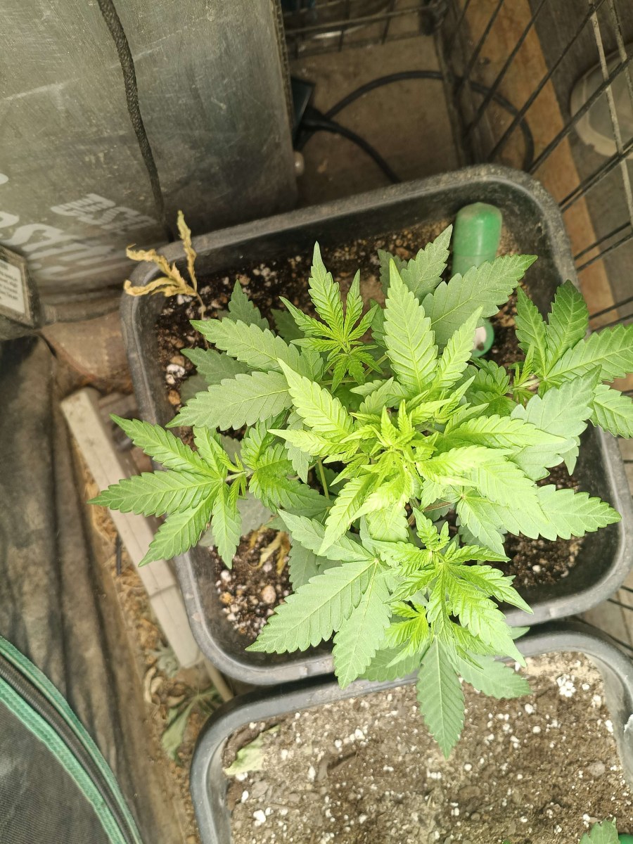 bbs-grow-diaries/blimburnseeds-com/user-25026/757833b6e19bc540