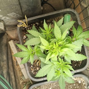 bbs-grow-diaries/blimburnseeds-com/user-25026/757833b6e19bc540