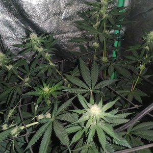 bbs-grow-diaries/blimburnseeds-com/user-25026/7f7df8afaacadb2f