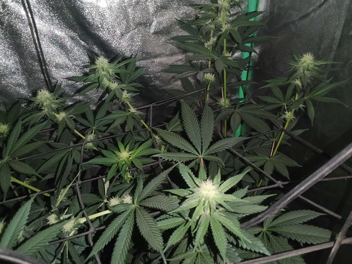 bbs-grow-diaries/blimburnseeds-com/user-25026/8351e60e4bf63615