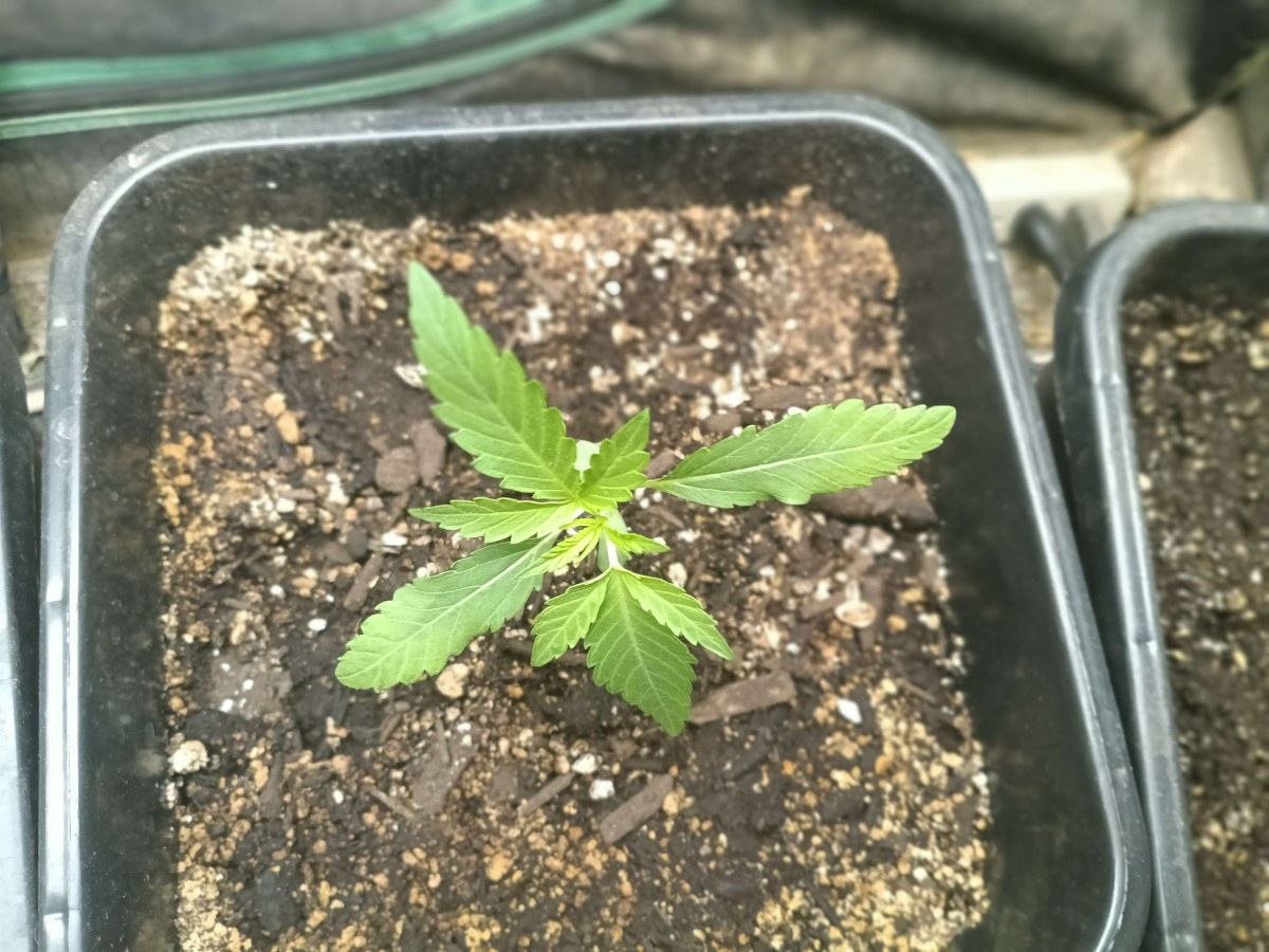 bbs-grow-diaries/blimburnseeds-com/user-25026/87e6eba234584165