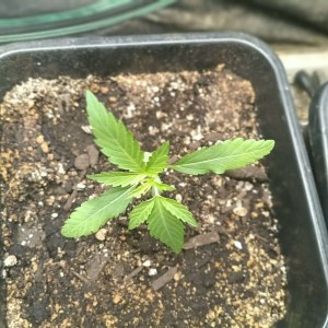 bbs-grow-diaries/blimburnseeds-com/user-25026/87e6eba234584165