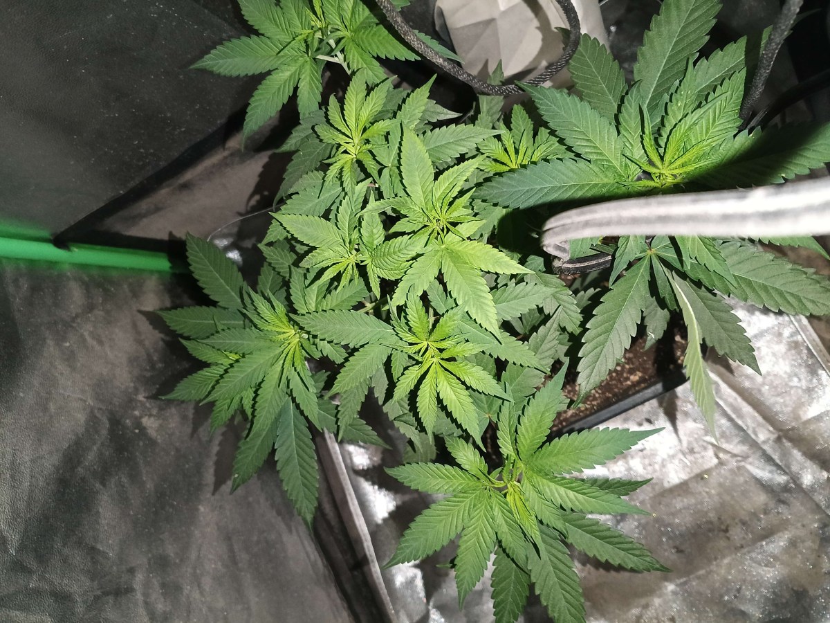 bbs-grow-diaries/blimburnseeds-com/user-25026/8d0430aef7d9b0c1