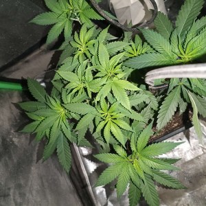 bbs-grow-diaries/blimburnseeds-com/user-25026/8d0430aef7d9b0c1