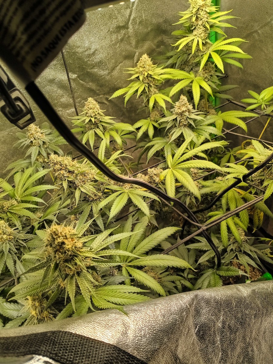 bbs-grow-diaries/blimburnseeds-com/user-25026/95acb6bbffd8dec4