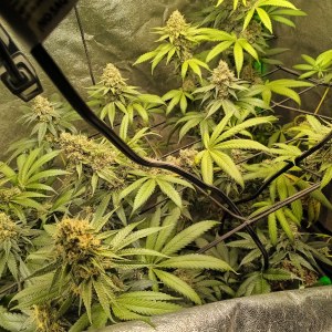 bbs-grow-diaries/blimburnseeds-com/user-25026/95acb6bbffd8dec4