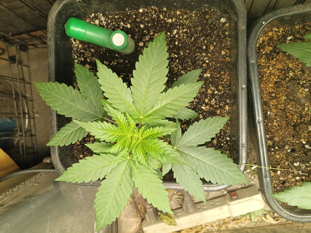 bbs-grow-diaries/blimburnseeds-com/user-25026/97b2da2940de86d1