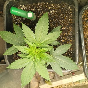 bbs-grow-diaries/blimburnseeds-com/user-25026/97b2da2940de86d1