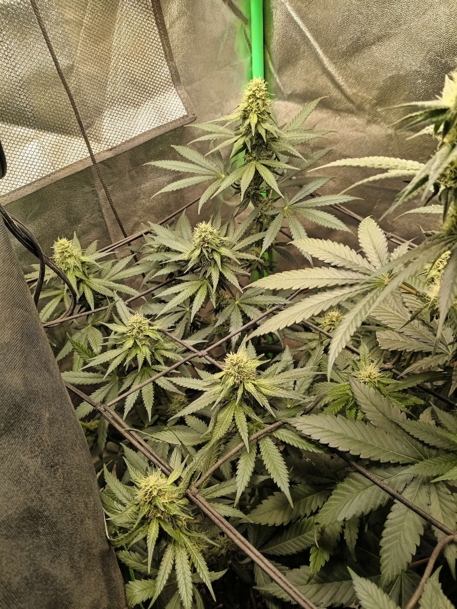 bbs-grow-diaries/blimburnseeds-com/user-25026/97febebadef83500