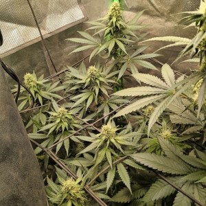 bbs-grow-diaries/blimburnseeds-com/user-25026/97febebadef83500