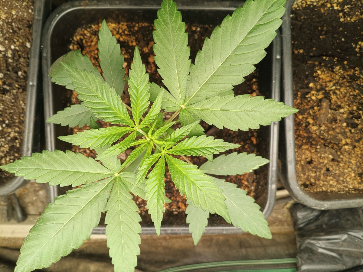 bbs-grow-diaries/blimburnseeds-com/user-25026/9d02c1789b345768