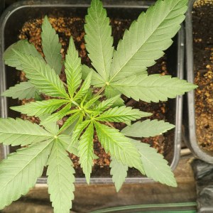 bbs-grow-diaries/blimburnseeds-com/user-25026/9d02c1789b345768