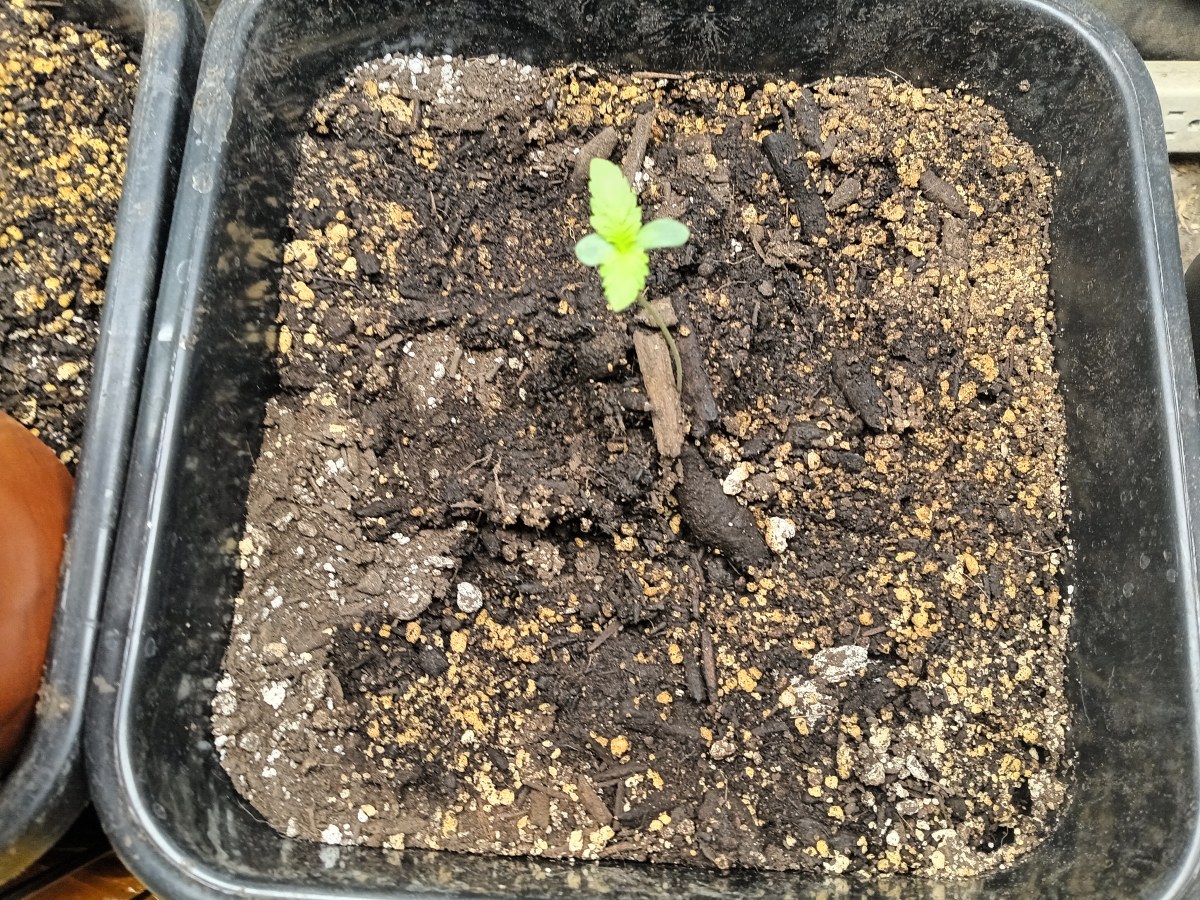 bbs-grow-diaries/blimburnseeds-com/user-25026/9df87e36c5e5acb1