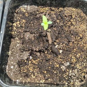 bbs-grow-diaries/blimburnseeds-com/user-25026/9df87e36c5e5acb1