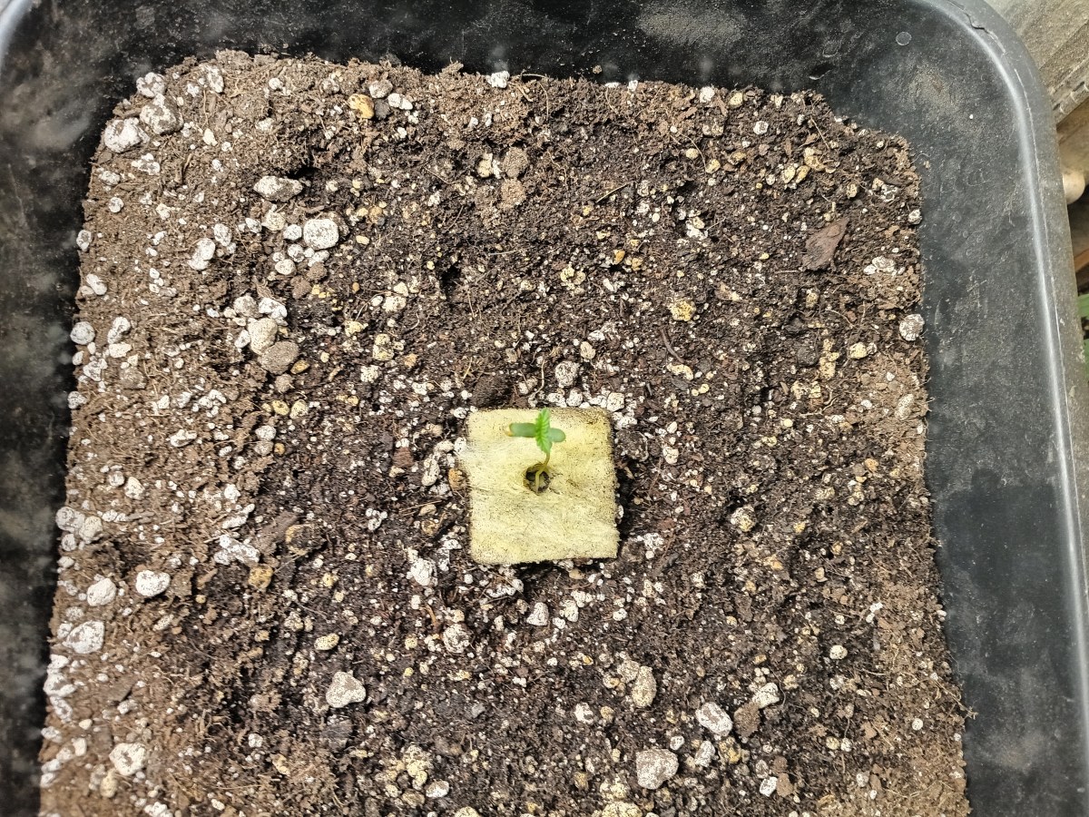 bbs-grow-diaries/blimburnseeds-com/user-25026/a5c06b5d69b7f6fc