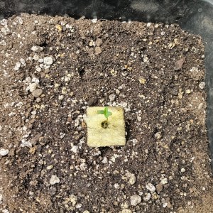 bbs-grow-diaries/blimburnseeds-com/user-25026/a5c06b5d69b7f6fc