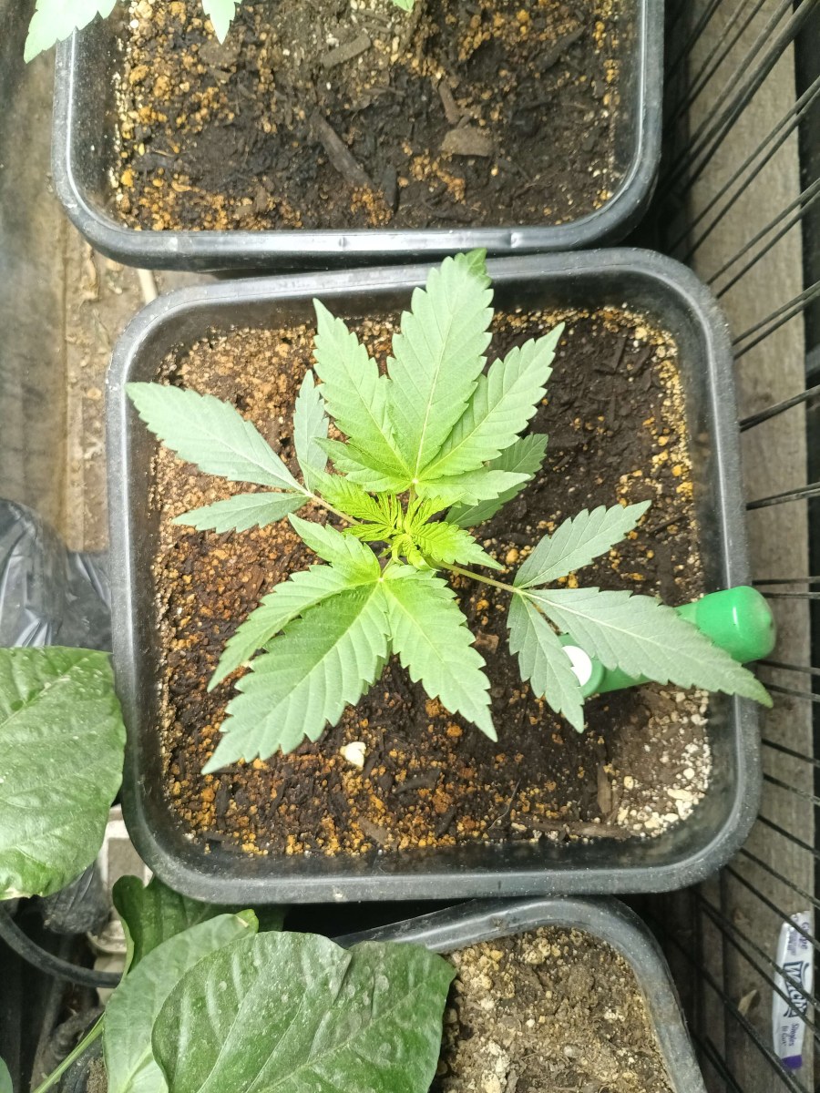 bbs-grow-diaries/blimburnseeds-com/user-25026/a98b9196035212e9